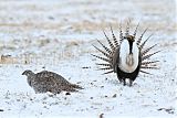 Gunnison Sage-Grouse